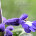 Salvia Sallyfun Blue Emotion
