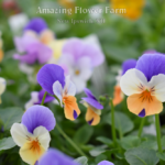 Viola Peach Jump Up