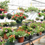 Amazing Flower Farm Greenhouse