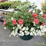 Bacopa and surfinia double salmon