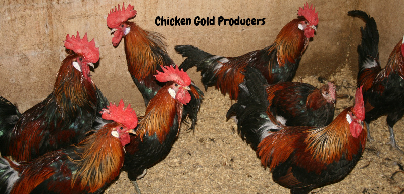 chickens