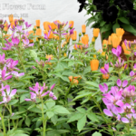 Cleome clio, osteo orange sunset