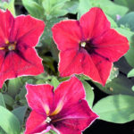 Petunia Mandeville