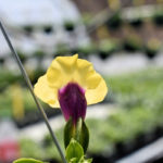 Torenia Yellow Moon