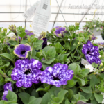 Fragrant! petunia night sky, moonlight eclipse, bacopa