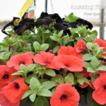 Hell's Bells, black magic hanging basket