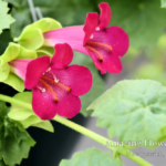 Lofos compact rose hanging basket closeup