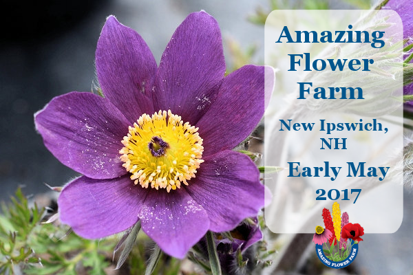 Amazing Flower Farm Newsletter Early May 2017