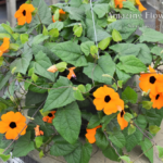 Thunbergia orange beauty