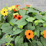 Thunbergia orange wonder, lemon star, sunny susie brownie