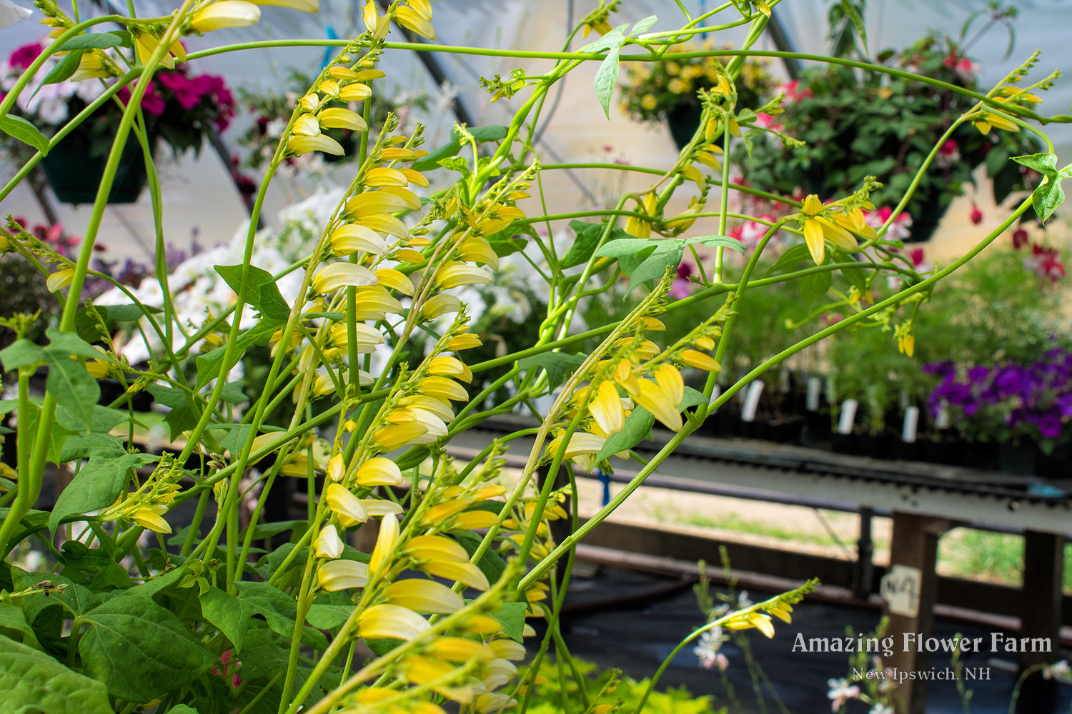 Mina lobata citronella