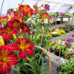 Salpiglossis in the greenhouse