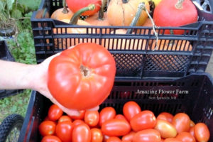Tomatoes