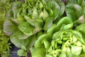 lettuce