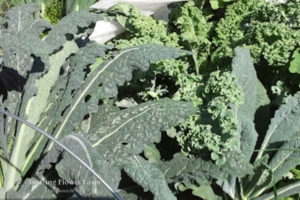 kale