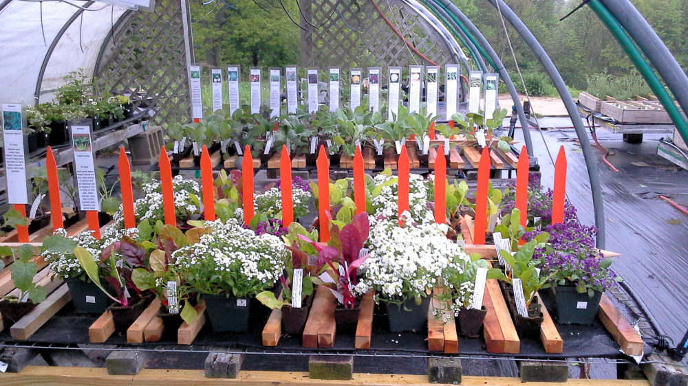 Perennials