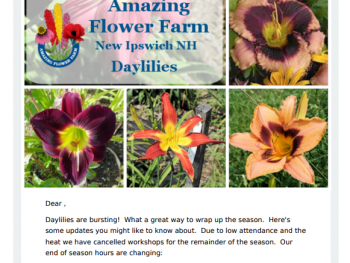 Amazing Flower Farm Newsletter Late July 2017
