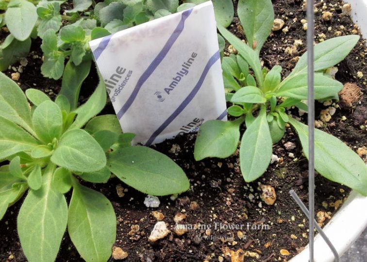 This is the new home for our living beneficials that we put in each hanging basket and patio pot. They are so tiny you need a strong magnifying glass to see them, but they are very good at protecting your plants from pests.