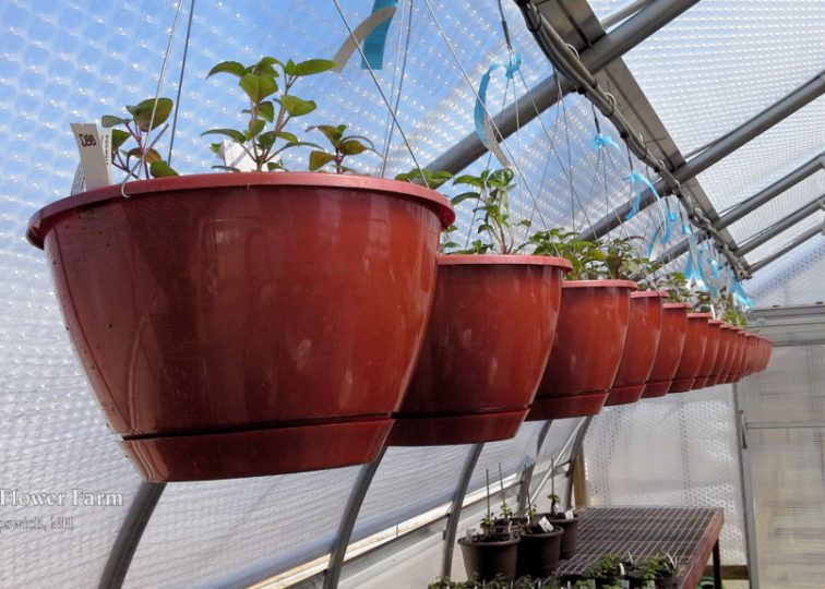 We really like these new copper-colored hanging baskets manufactured by K & C Plastics in Leominster, MA, only 19 miles away!