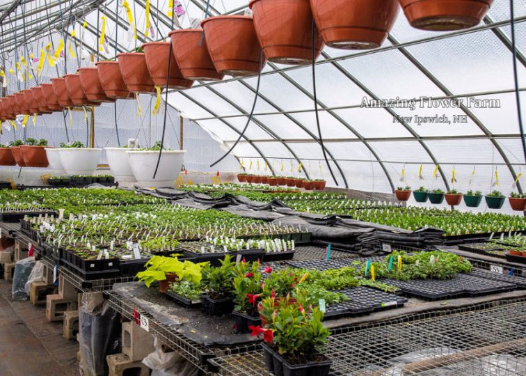 We started heating the second greenhouse this week so we made some space here, for the moment. It won't be long before this is filled up again and we'll be wondering where to put all the plants!