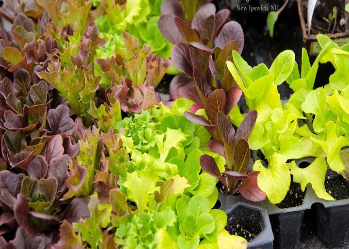 We're hardening off some baby Salanova lettuce so it can withstand COLD temperatures--even below freezing--for early planting in your garden
