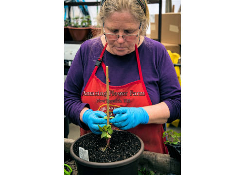 Here's Chris getting a Fuchsia tree started. This one is probably going to take a long time to grow up.