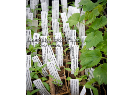 An early crop of peppers, snake gourd, an asian vegetable with the coolest white flowers! They love hot weather but we are experimenting with them in a couple of hanging baskets.