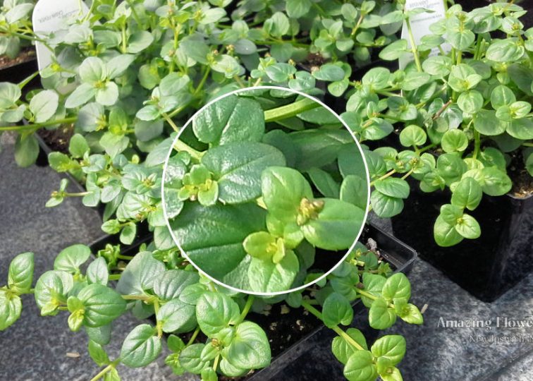 But they really really want to bloom--constantly budding up, and they're big enough now we're just going to let them, so you should see some color by Open House!
