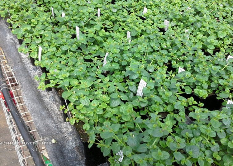 We've been pinching off the flowers and spacing the diascias to get as full a plant for you as possible........