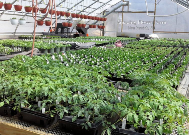 The greenhouse filling up in preparation for Open House