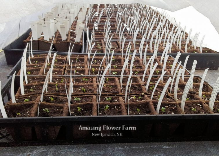 If you look really closely you can see the brassicas (cauliflower, kale, broccoli) are starting to germinate. This year we're planting directly in the peat pots, but we don't have enough space where we normally start our seedlings, so we've set up seedling tables in a greenhouse, insulated below the table tops, and are blowing the heater in under the tables. And covering the tops with floating row cover. Keeps the seeds a nice and toasty mid-70s, even with these nights in the 20s! We might run out of wood pellets in a couple of weeks though. Previous years 7 tons has been a little more than enough for the whole season. I hope the weather turns soon!