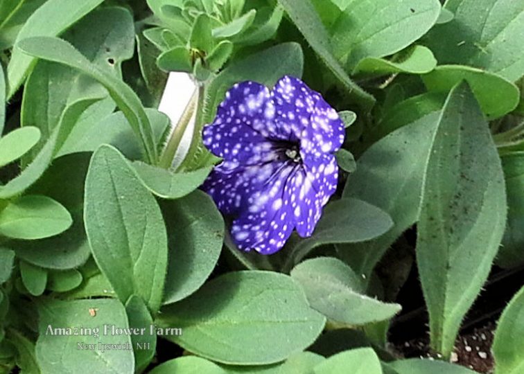 Night Sky Petunia