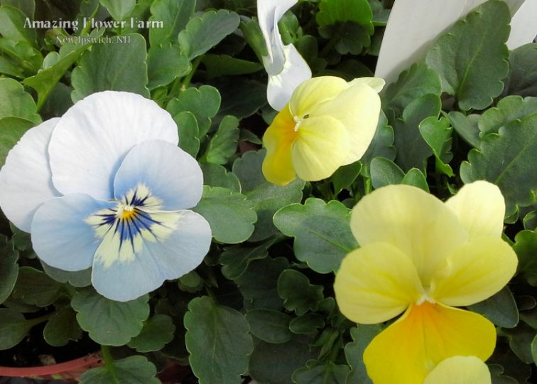 Viola