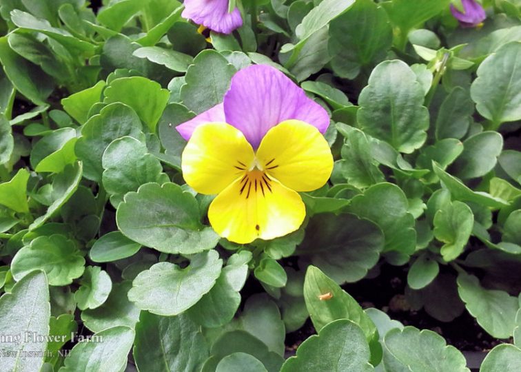 Viola
