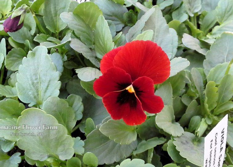 Viola