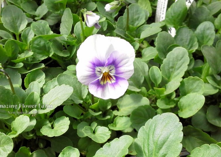 Viola