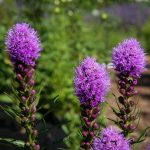 Liatris (w- bumblebee)