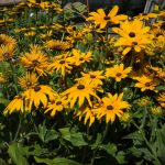 Rudbeckias (in pots)