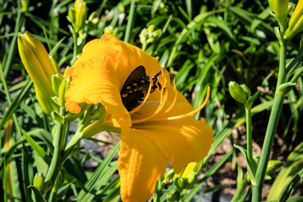 Butterfly on Mary's Gold daylily