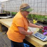 Weighing PYO flowers