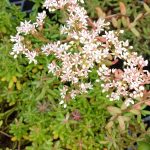 Sedum album chloroticum